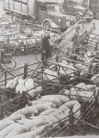 Meat market - pigs and sheep wait to be sold at Rochford Market