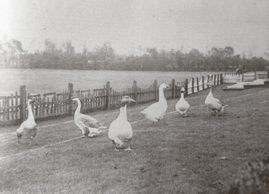 Nature - geese meandering around Chalkwell Park