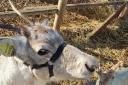 Baby: the baby reindeer now at Maldon Zoo
