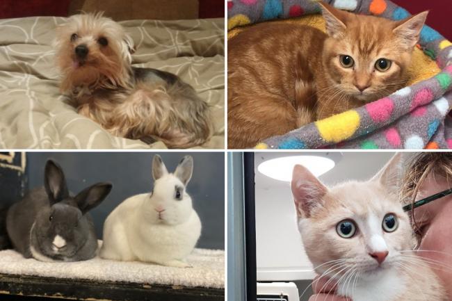 There are a few animals from the RSPCA branches in Essex plus the associated Danaher Animal Home that are looking for new homes (RSPCA/Danaher Animal Home)