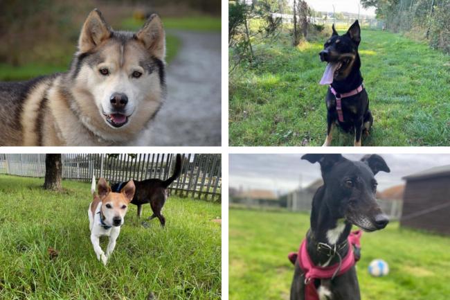 Some of the paw-some Essex dogs currently looking for their forever homes