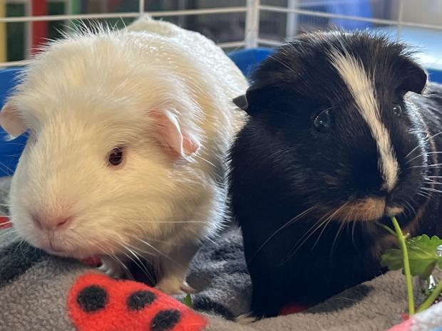 Thurrock Gazette: Brownie and Snowy (Danaher Animal Home)