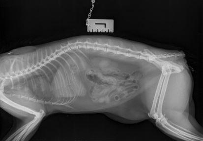 Thurrock Gazette: An x-ray showing the 'clean cut' on the cat's tail