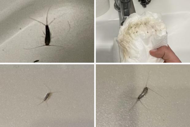 Infestation - Silverfish in the home