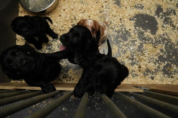 Thurrock Gazette: Puppies being sold soon became ill after sale. Credit: RSPCA