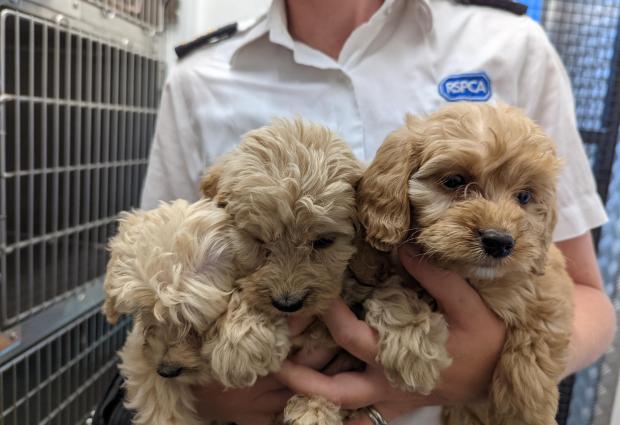 Thurrock Gazette: RSPCA staff member with some of the pups. Photo: RSPCA