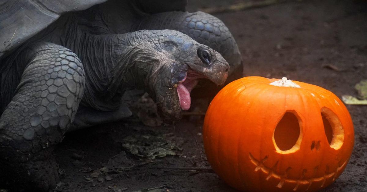 In Pictures: London Zoo animals celebrate Halloween with pumpkin treats - Vimarsana News