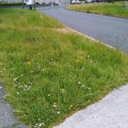 Thurrock Council to cut street cleaning and plant wild flowers to tackle £34.3m gap
