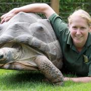 Hanna Slaney with Hermoine the Giant Tortoise at the enclosure that opened in 2012 (Picture: Nigel Brown)