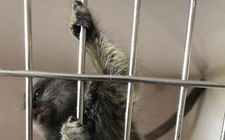 Terrible conditions - TikTok the infant marmoset in the cage after being torn away from its mum